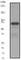 COX2 antibody, ab62331, Abcam, Western Blot image 