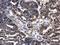 Cystatin C antibody, GTX132567, GeneTex, Immunohistochemistry paraffin image 