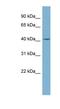 Ceramide Synthase 1 antibody, NBP1-59733, Novus Biologicals, Western Blot image 