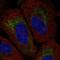 Transmembrane Protein 185A antibody, HPA071744, Atlas Antibodies, Immunofluorescence image 