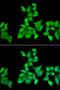 Integrator Complex Subunit 11 antibody, orb247498, Biorbyt, Immunocytochemistry image 