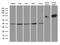 Glutaredoxin 3 antibody, LS-C792650, Lifespan Biosciences, Western Blot image 