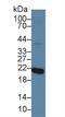 Recoverin antibody, LS-C704371, Lifespan Biosciences, Western Blot image 