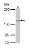 Kinectin 1 antibody, GTX112532, GeneTex, Western Blot image 