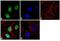 Tripartite Motif Containing 28 antibody, GTX80695, GeneTex, Immunofluorescence image 