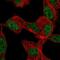 Kruppel Like Factor 12 antibody, NBP2-56075, Novus Biologicals, Immunocytochemistry image 