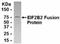 Eukaryotic Translation Initiation Factor 2B Subunit Beta antibody, NB100-75461, Novus Biologicals, Western Blot image 