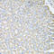 Skap55r antibody, LS-C334714, Lifespan Biosciences, Immunohistochemistry paraffin image 