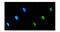 Eukaryotic Translation Initiation Factor 2B Subunit Alpha antibody, A04239-1, Boster Biological Technology, Immunofluorescence image 