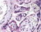 3-beta-HSD I antibody, TA301417, Origene, Immunohistochemistry paraffin image 