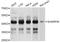 SHANK Associated RH Domain Interactor antibody, abx126546, Abbexa, Western Blot image 