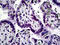 Kruppel Like Factor 11 antibody, 51-729, ProSci, Immunohistochemistry paraffin image 
