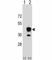 T-cell surface glycoprotein CD1b antibody, F46544-0.4ML, NSJ Bioreagents, Western Blot image 