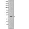 Mitochondrial Ribosomal Protein L19 antibody, abx216933, Abbexa, Western Blot image 