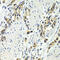 Wnt Family Member 3A antibody, 15-098, ProSci, Immunohistochemistry paraffin image 