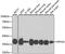 Ribosomal Protein S3A antibody, A5885, ABclonal Technology, Western Blot image 