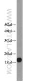 Ubiquitin Conjugating Enzyme E2 A antibody, 11080-1-AP, Proteintech Group, Western Blot image 