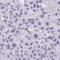 Tripartite Motif Containing 6 antibody, HPA060514, Atlas Antibodies, Immunohistochemistry frozen image 