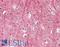 Thy-1 Cell Surface Antigen antibody, LS-B8313, Lifespan Biosciences, Immunohistochemistry frozen image 