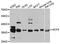 Neutrophil Cytosolic Factor 4 antibody, A0610, ABclonal Technology, Western Blot image 