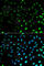S100 Calcium Binding Protein A8 antibody, A1688, ABclonal Technology, Immunofluorescence image 