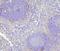 Matrix Metallopeptidase 1 antibody, A00733-1, Boster Biological Technology, Immunohistochemistry frozen image 