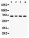 Lipopolysaccharide Binding Protein antibody, PA5-79584, Invitrogen Antibodies, Western Blot image 