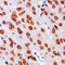 DGK-alpha antibody, LS-C352104, Lifespan Biosciences, Immunohistochemistry frozen image 