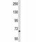 MYB Proto-Oncogene, Transcription Factor antibody, F43416-0.4ML, NSJ Bioreagents, Western Blot image 