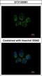 Tubulin Polyglutamylase Complex Subunit 2 antibody, GTX120361, GeneTex, Immunocytochemistry image 