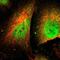 Protein Phosphatase 1 Regulatory Subunit 13B antibody, NBP1-90078, Novus Biologicals, Immunofluorescence image 