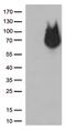 REST Corepressor 1 antibody, M02799, Boster Biological Technology, Western Blot image 