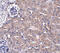 Ubiquilin 4 antibody, 5267, ProSci Inc, Immunohistochemistry paraffin image 