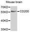 CD200 Molecule antibody, abx006358, Abbexa, Western Blot image 