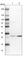 Thymocyte Nuclear Protein 1 antibody, HPA038732, Atlas Antibodies, Western Blot image 