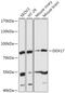 DEAD-Box Helicase 17 antibody, 16-855, ProSci, Western Blot image 