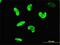 AT-Rich Interaction Domain 3A antibody, H00001820-M01, Novus Biologicals, Immunofluorescence image 