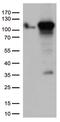 TFIIIC90 antibody, LS-C796408, Lifespan Biosciences, Western Blot image 