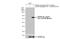 Yes Associated Protein 1 antibody, GTX135411, GeneTex, Western Blot image 