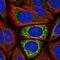 Isocitrate Dehydrogenase (NAD(+)) 3 Alpha antibody, PA5-66546, Invitrogen Antibodies, Immunofluorescence image 