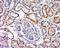 Mitogen-Activated Protein Kinase Kinase Kinase 7 antibody, orb7051, Biorbyt, Immunohistochemistry paraffin image 