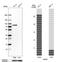 SNF-related serine/threonine-protein kinase antibody, HPA042163, Atlas Antibodies, Western Blot image 