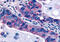 Oxytocin Receptor antibody, MBS242900, MyBioSource, Immunohistochemistry frozen image 
