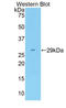 FAS antibody, LS-C293842, Lifespan Biosciences, Western Blot image 