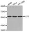 Kruppel Like Factor 5 antibody, abx002334, Abbexa, Western Blot image 