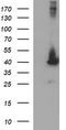 p38 MAPK antibody, LS-C787852, Lifespan Biosciences, Western Blot image 