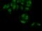 PBX/Knotted 1 Homeobox 1 antibody, 10614-1-AP, Proteintech Group, Immunofluorescence image 
