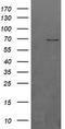 BTRC antibody, TA502463, Origene, Western Blot image 