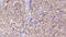 Ubiquitin Specific Peptidase 9 X-Linked antibody, GTX01079, GeneTex, Immunohistochemistry paraffin image 