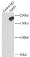 Microtubule-associated protein 4 antibody, FNab04979, FineTest, Immunoprecipitation image 